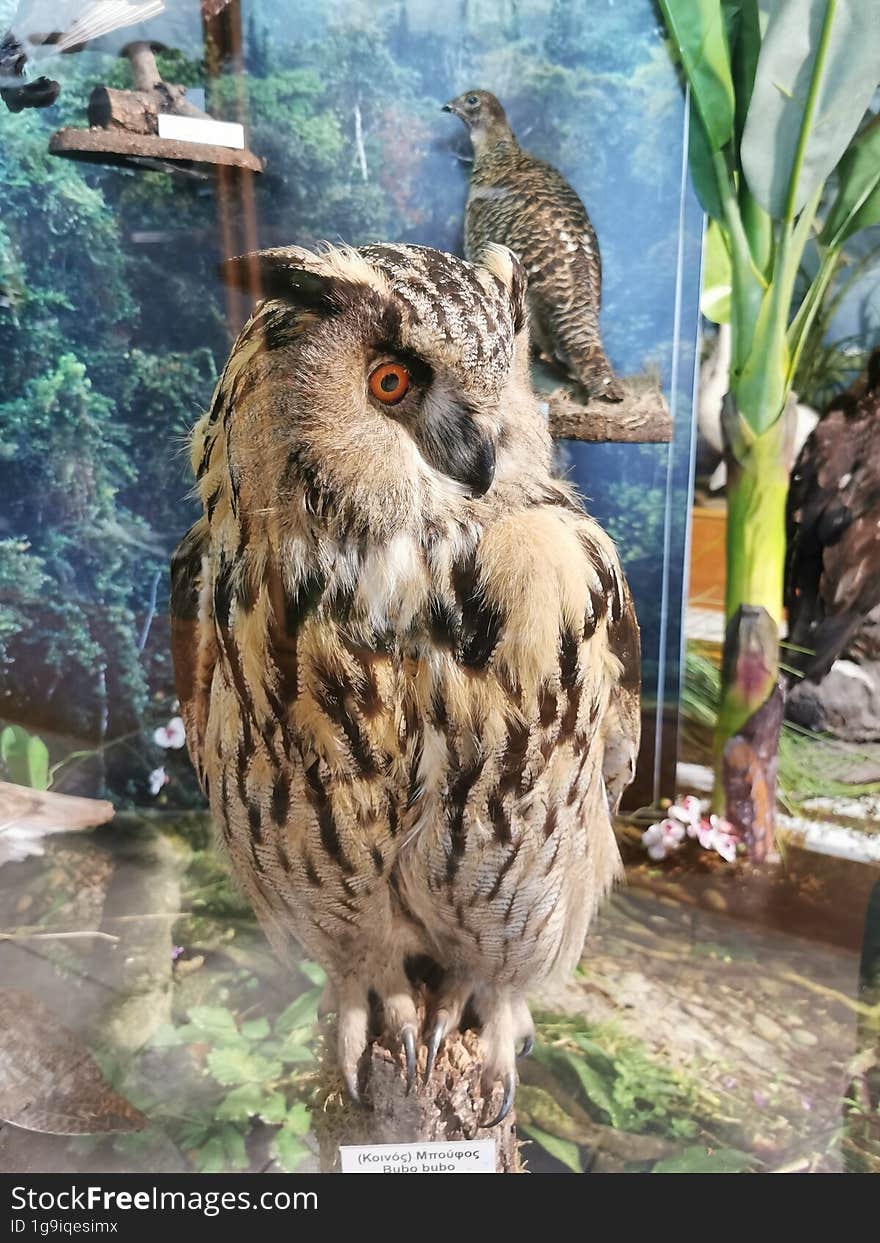 Common Owl at Natural Museum of Zakynthos, Greece