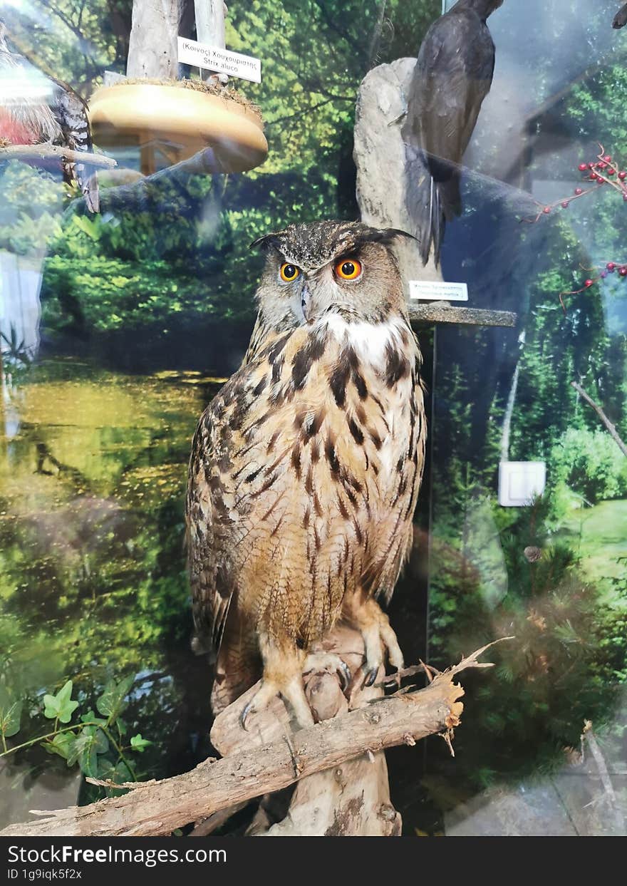 Giant Owl at Natural Museum of Zakynthos, Greece