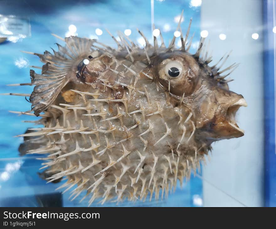 The balloon fish at Natural Museum of Zakynthos island, Greece