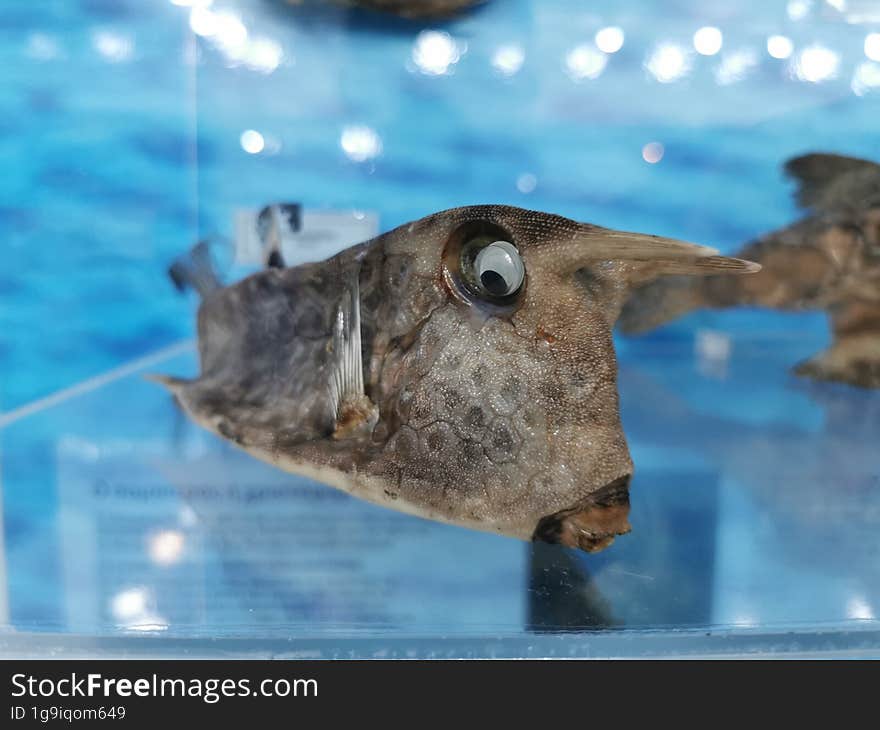 Weird Fish At The Natural Museum In Zakynthos Island, Greece