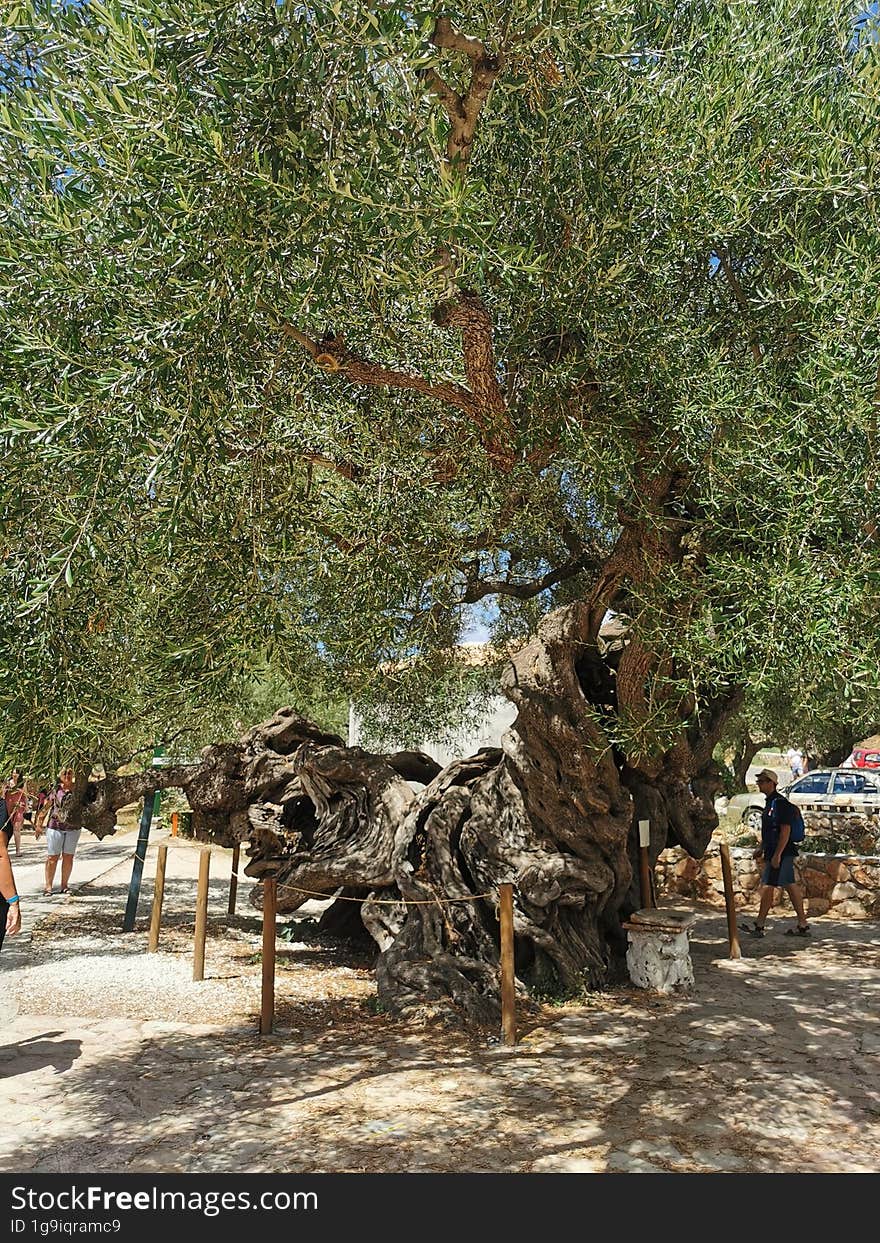 The Oldest Olive Tree On Earth, Zakynthos, Greece