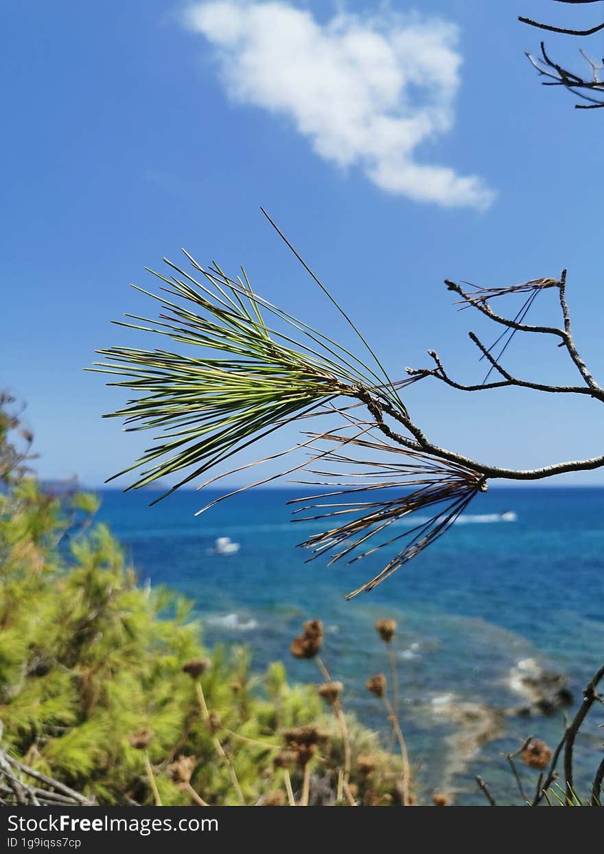 Vegetation On Small Cameo Island, Zakynthos, Greece