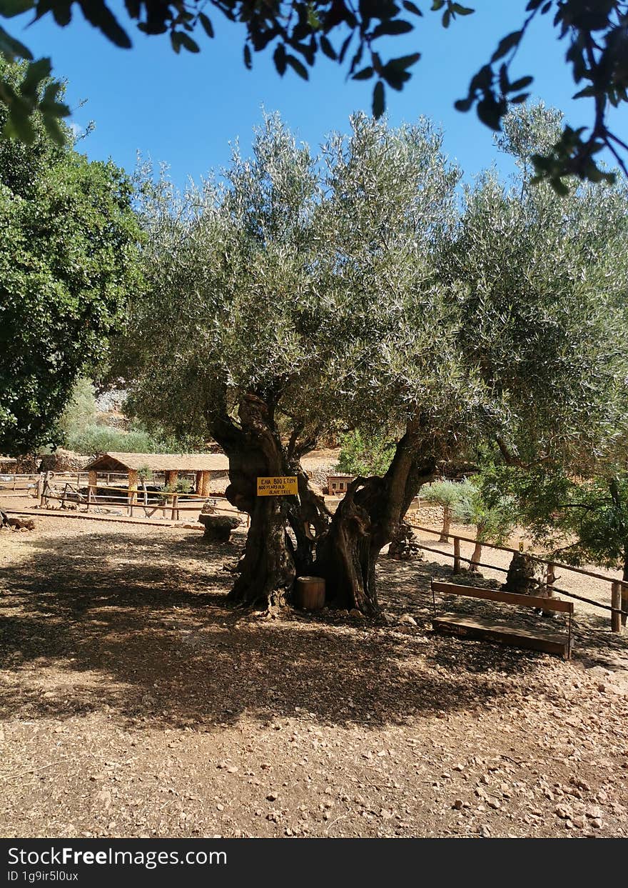 Old Olive Tree in conservation park on the island of Zakynthos, Greece