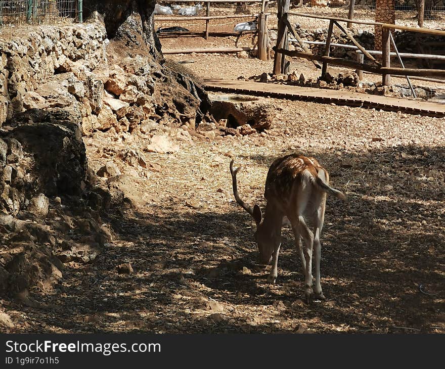 Lonely Deer in conservation park on the island of Zakynthos, Greece