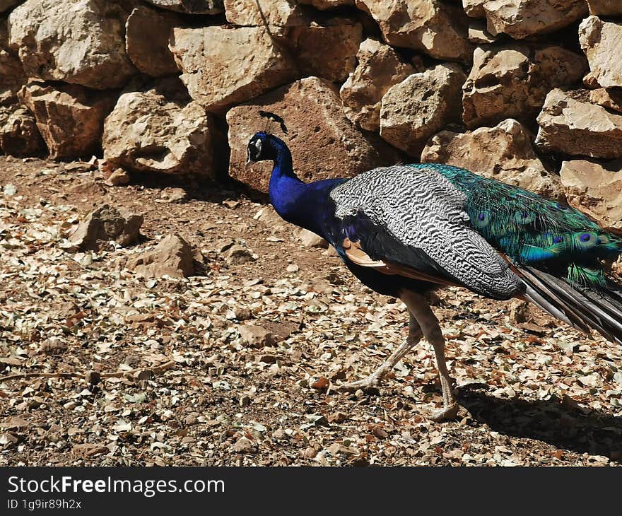 Peacock in conservation park on the island Zakynthos, Greece