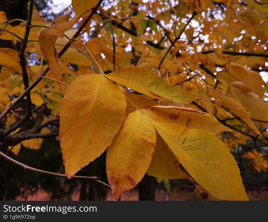 Beautiful autumn vibrant leaves background, autumn foliage.