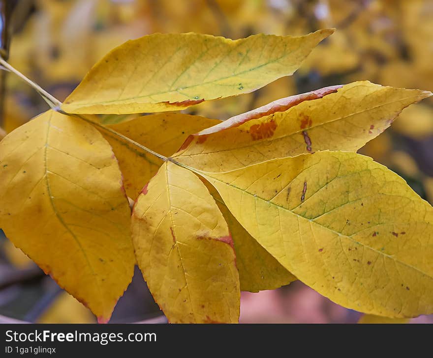 Beautiful Vibrant Colors Of Autumn Foliage