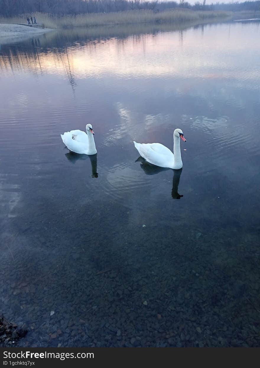 Two white swans on a pond under the sunset sky.