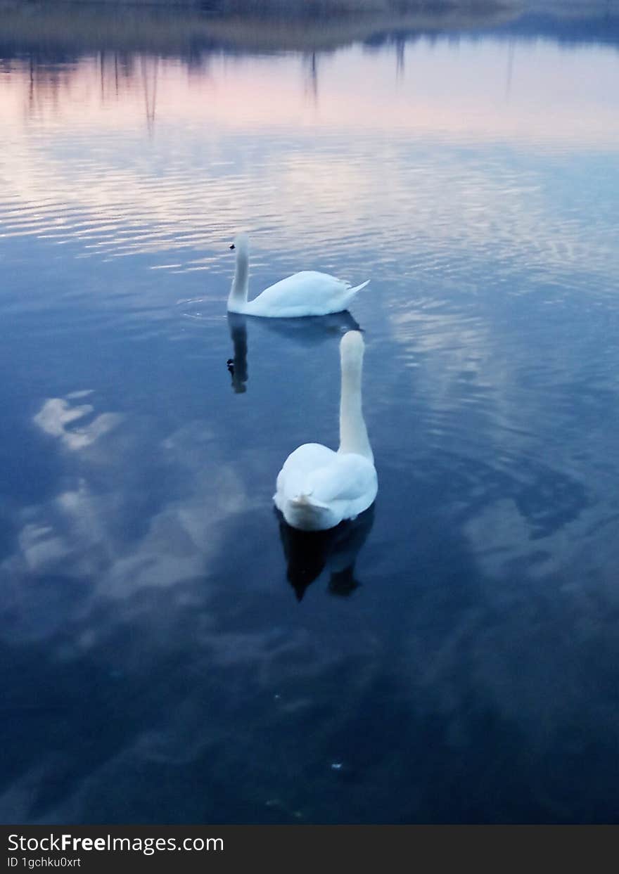 Two white swans on a pond under the sunset sky.