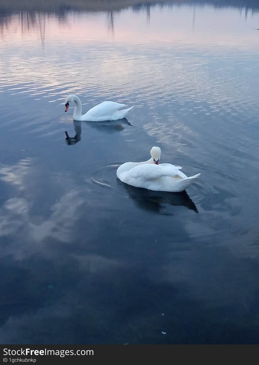 Two white swans on a pond under the sunset sky.