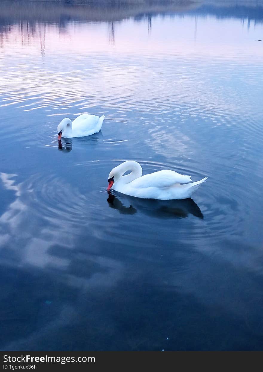 Two White swan on a pond in the evening