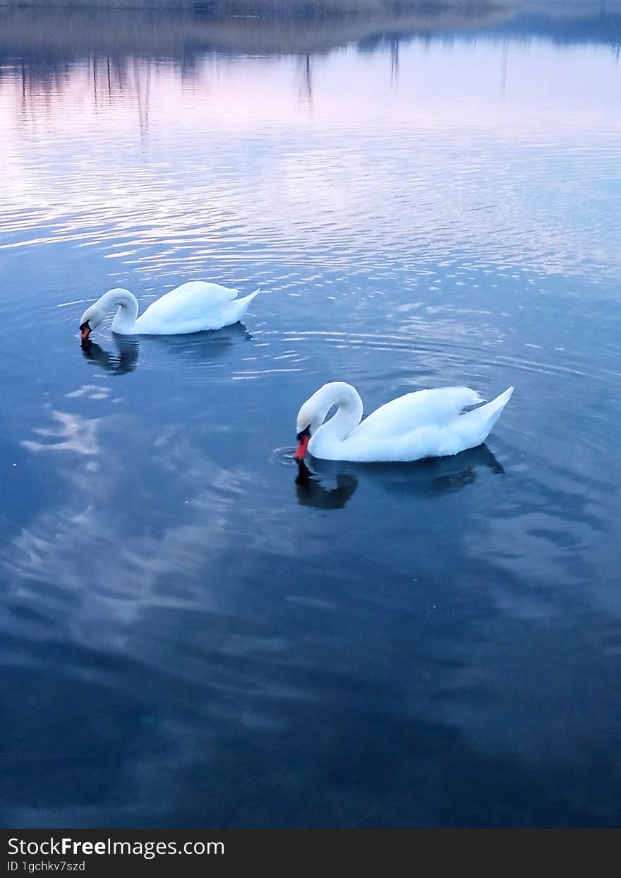 Two White Swans On A Pond Under The Sunset Sky.