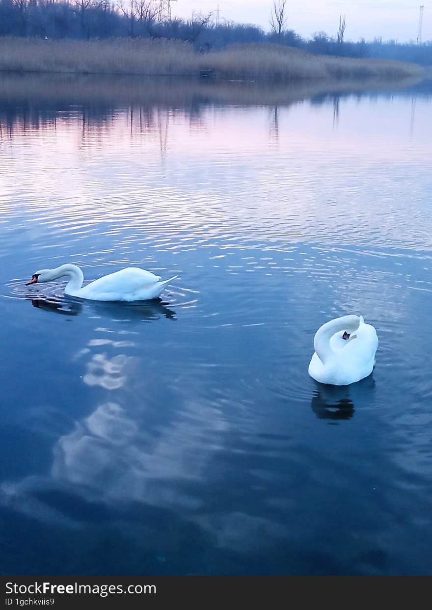 Two white swans on a pond under the sunset sky.