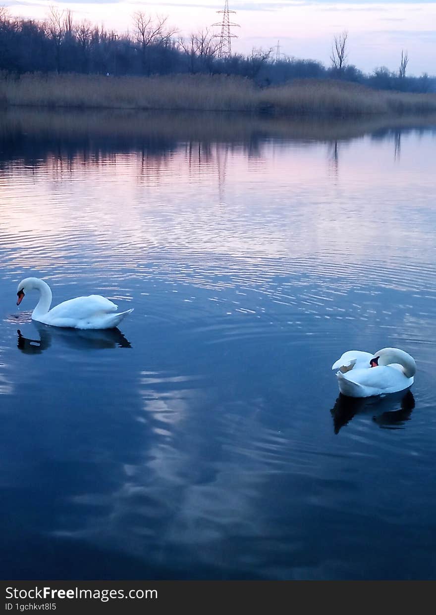 Two white swans on a pond under the sunset sky.