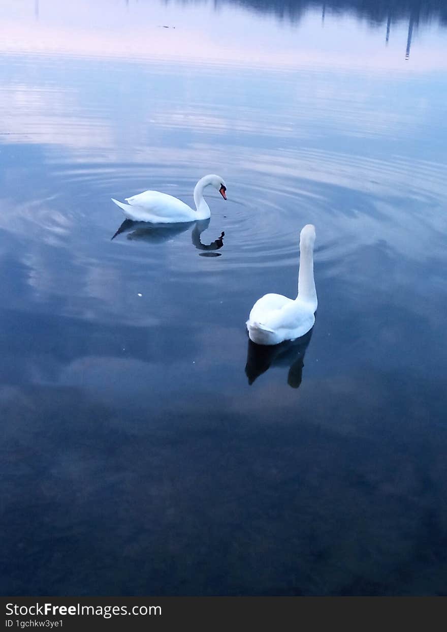 Two White Swans On A Pond Under The Sunset Sky.