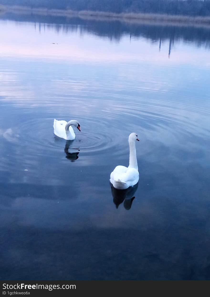 Two white swans on a pond under the sunset sky.