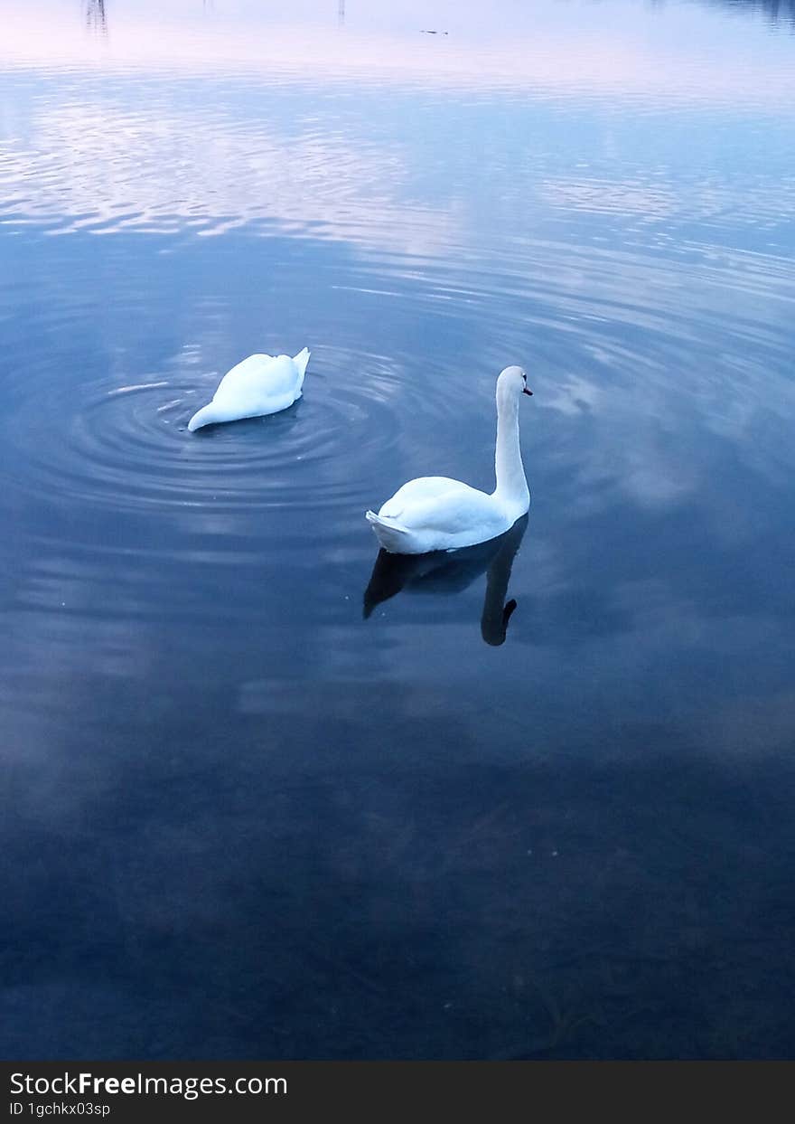 Two white swans on a pond under the sunset sky.