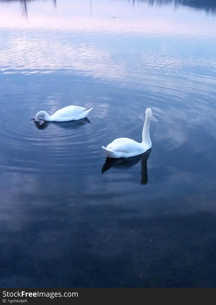 Two white swans on a pond under the sunset sky.