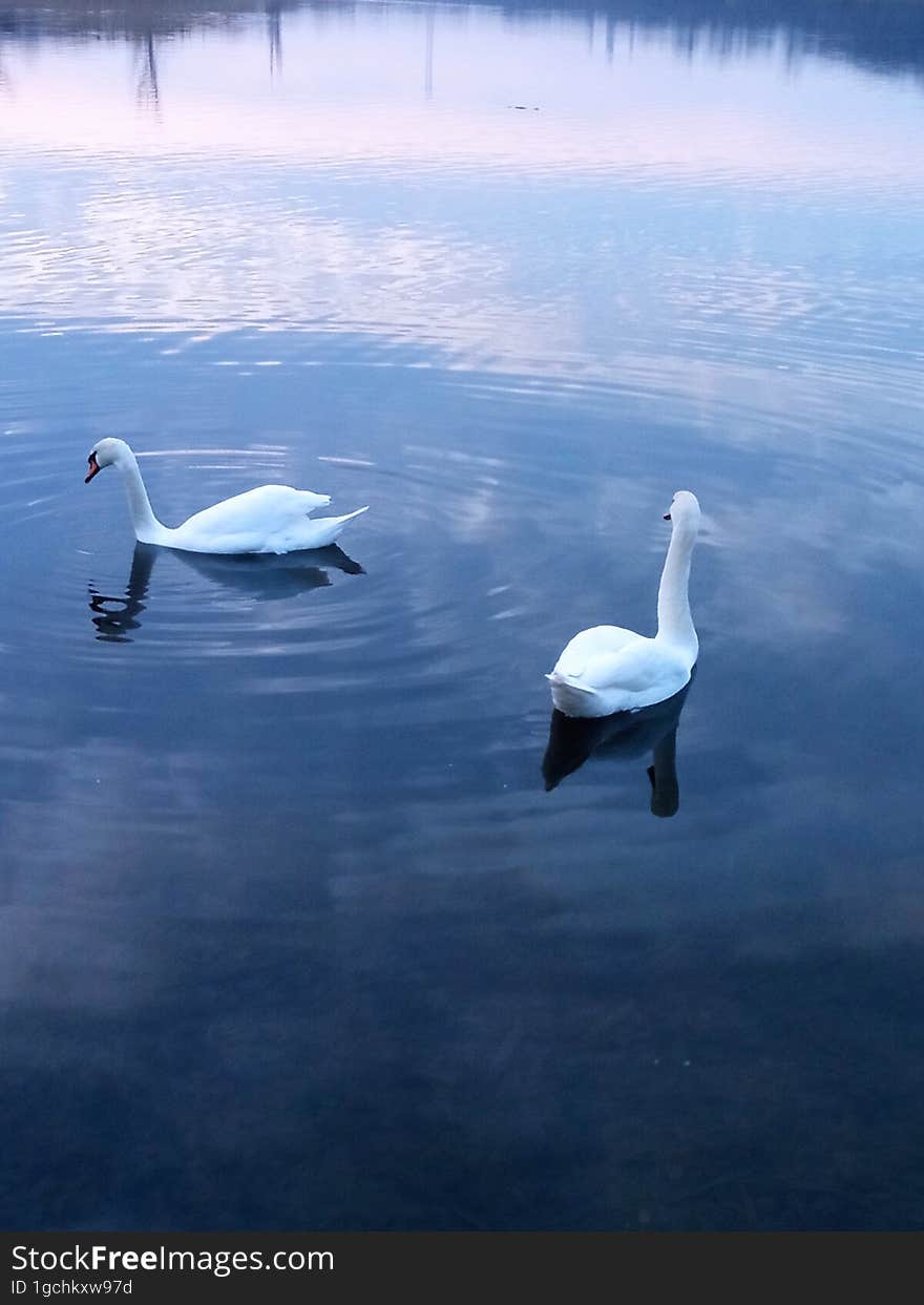 Two white swans on a pond under the sunset sky.