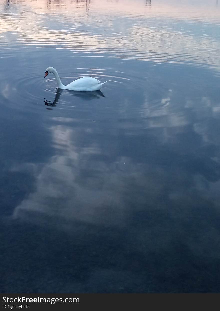 Two white swans on a pond under the sunset sky.