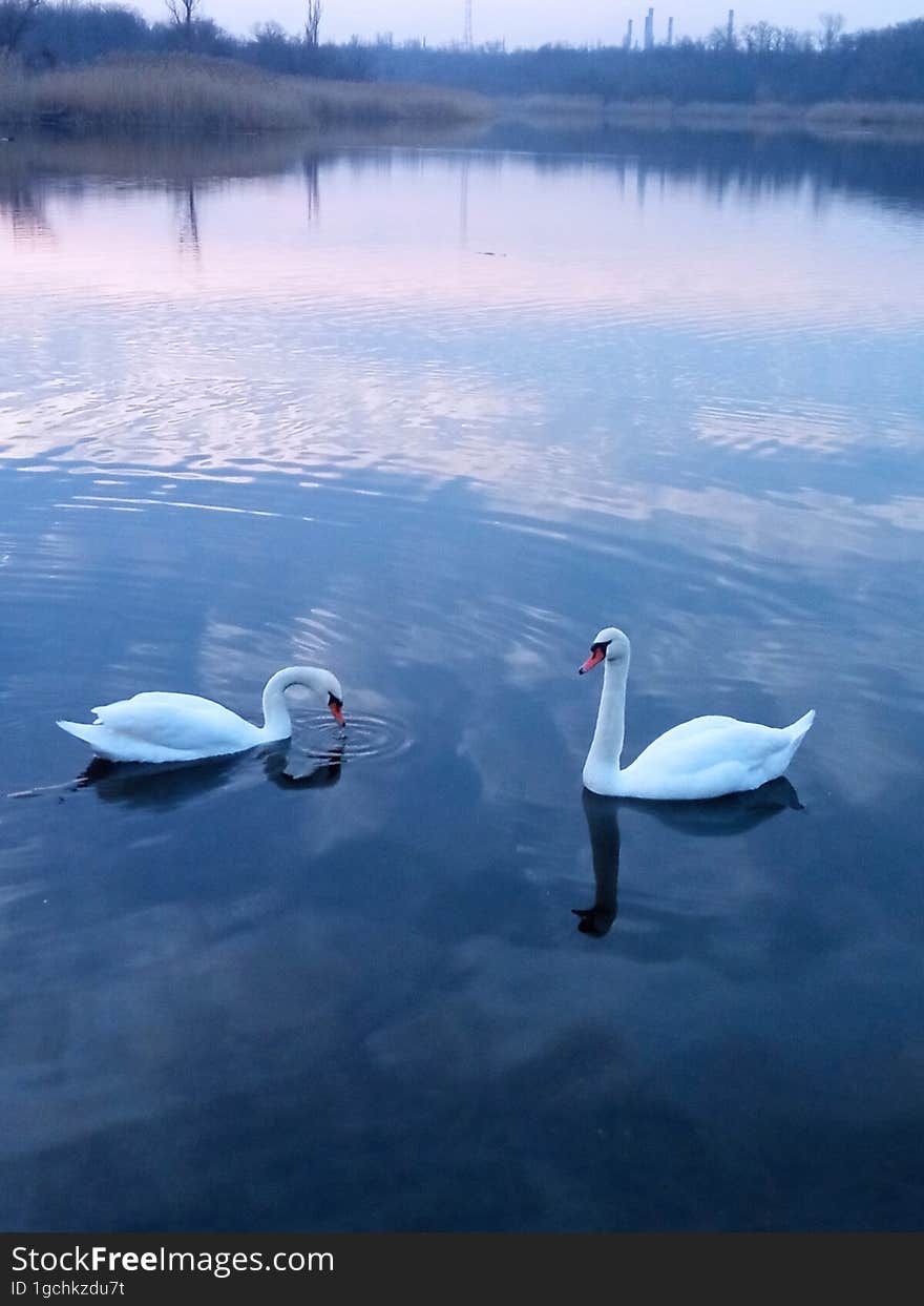 Two white swans on a pond under the sunset sky.