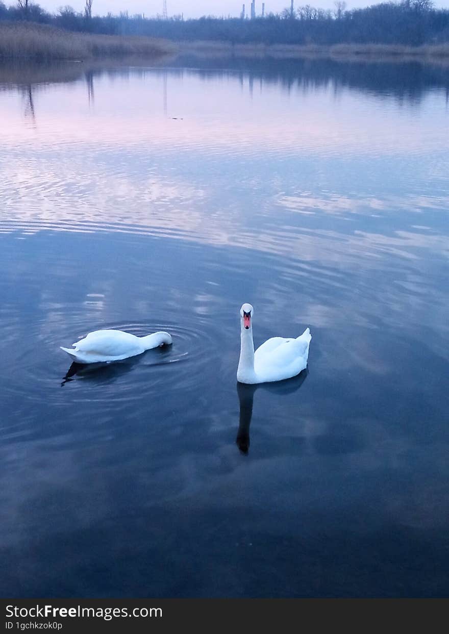 Two White Swans On A Pond Under The Sunset Sky.