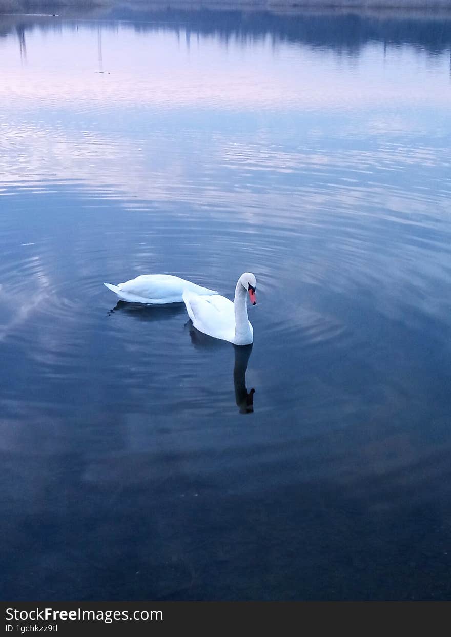 White swan on a pond in the evening