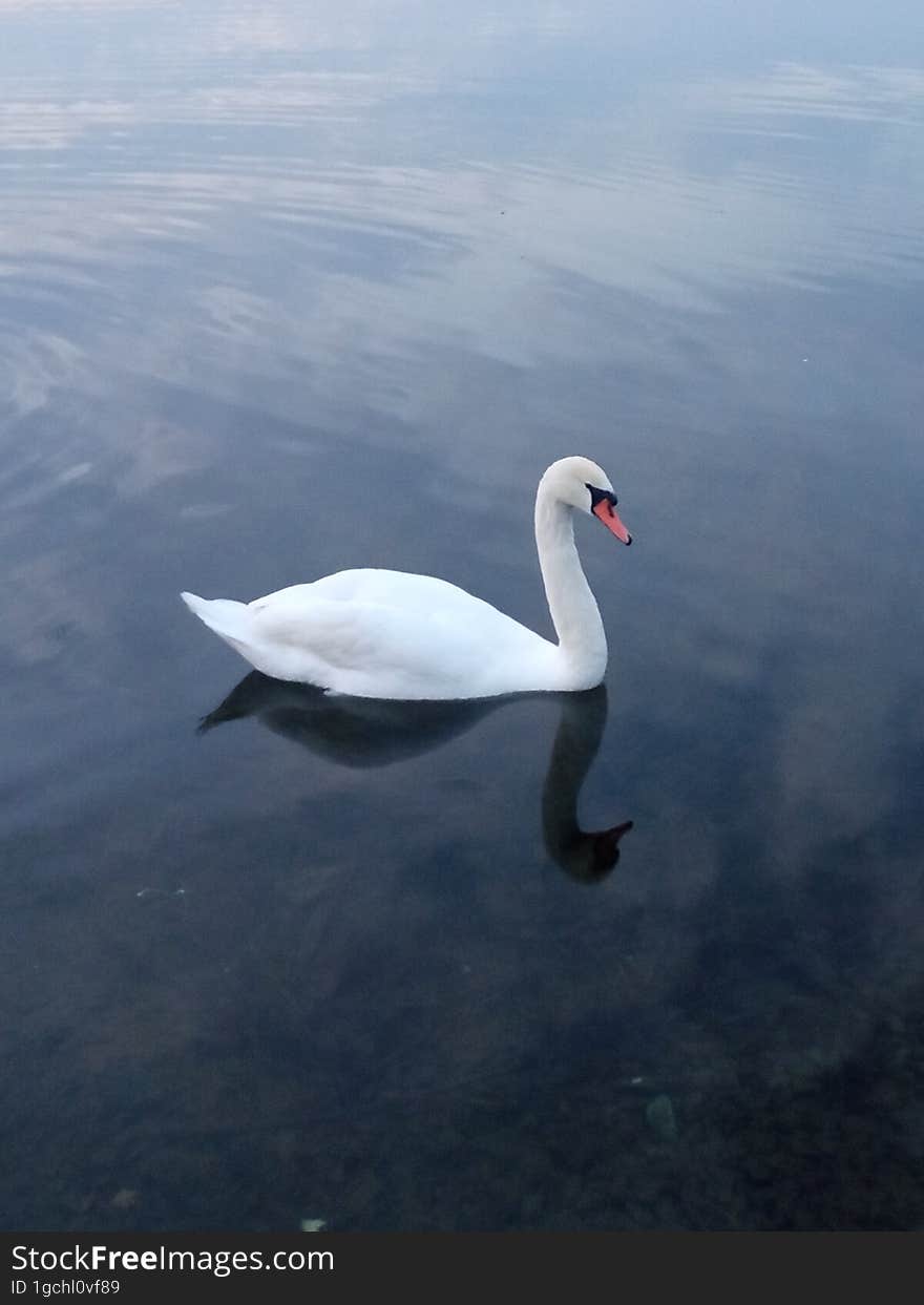 White swan on a pond in the evening