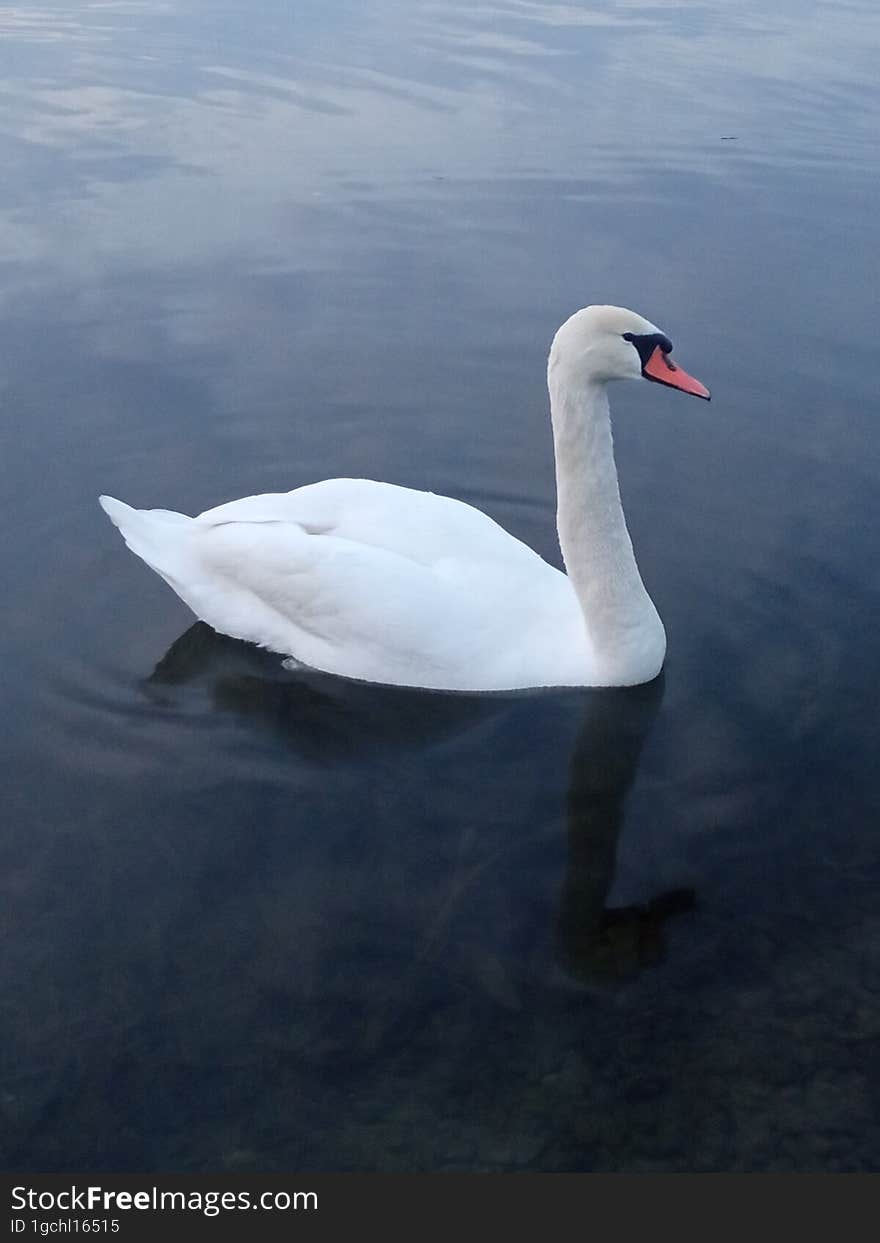 White swan on a pond in the evening