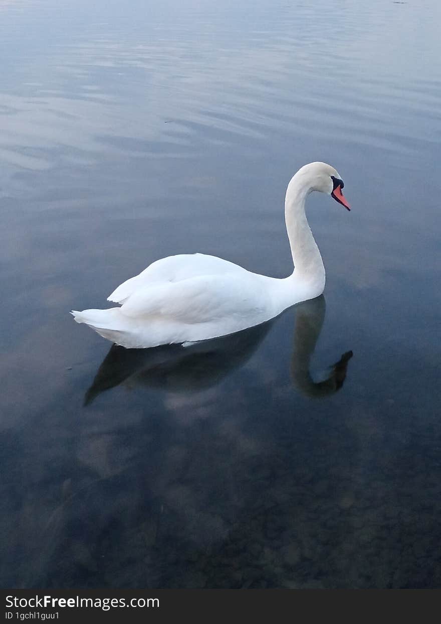 White swan on a pond in the evening