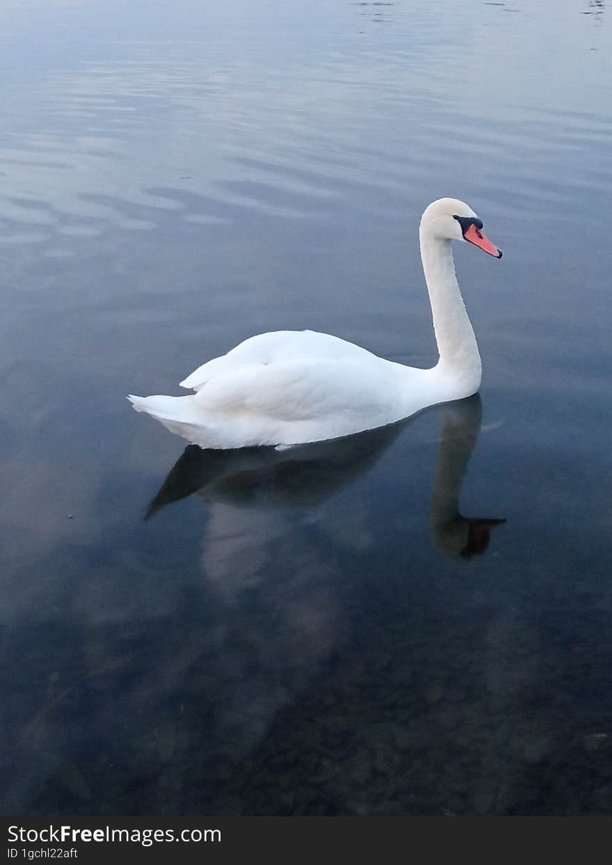 White swan on a pond in the evening