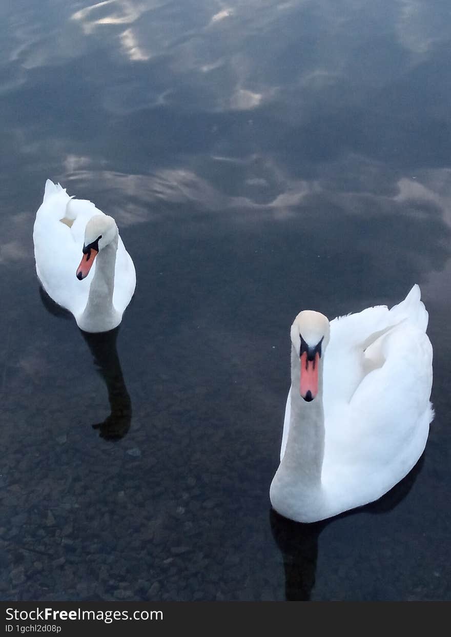 Two white swans on a pond under the sunset sky.