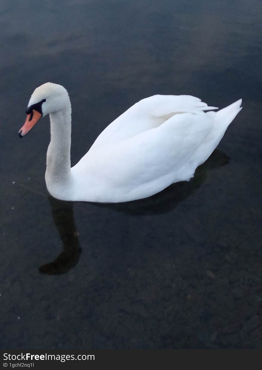 White swan on a pond in the evening