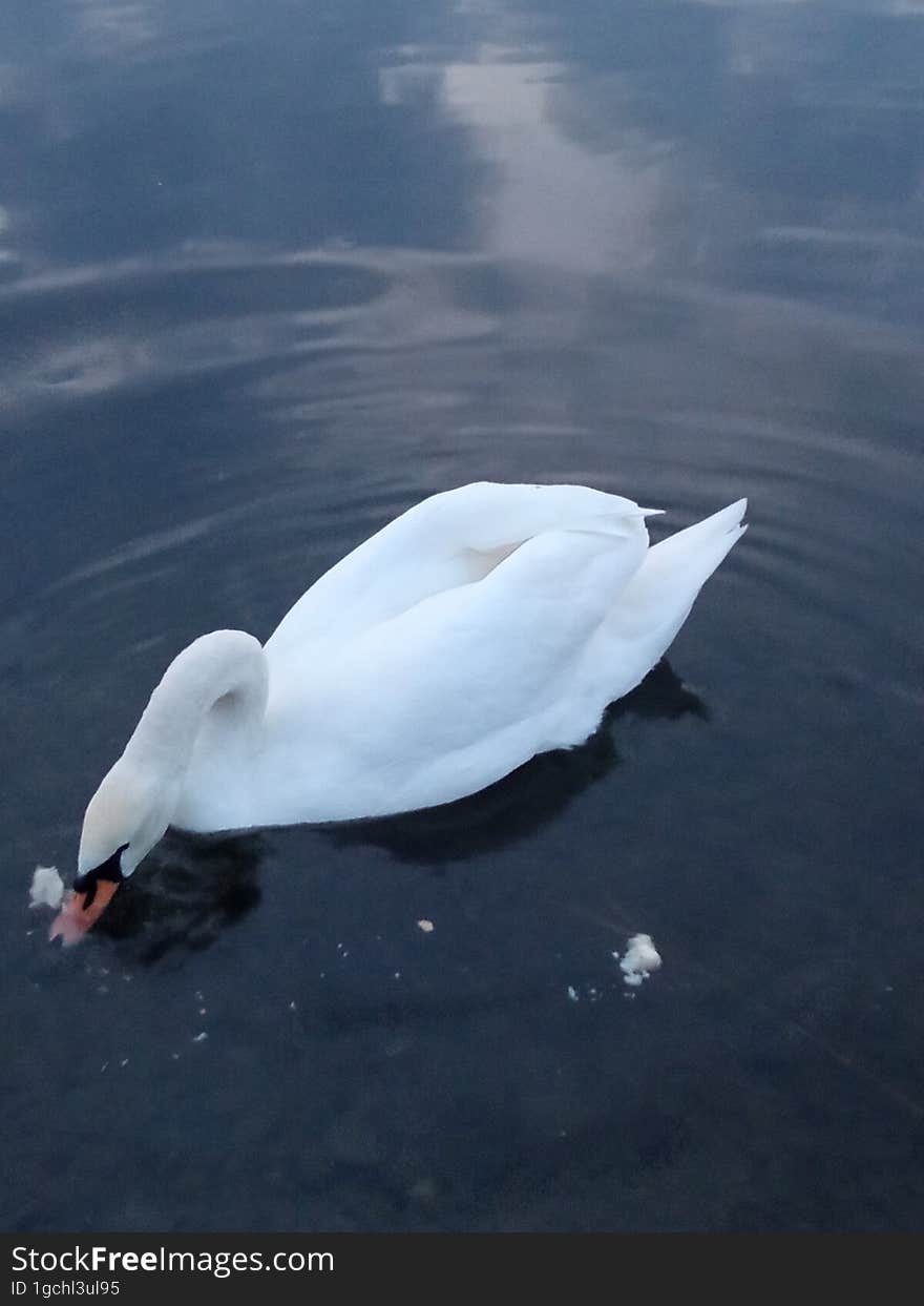 Two white swans on a pond under the sunset sky.