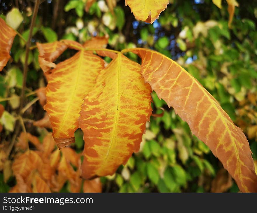 Seasonal Picture With Autumn Vibrant Leaves