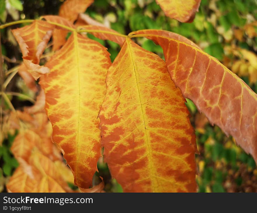 Beautiful Orange Leaves In Autumn Season.