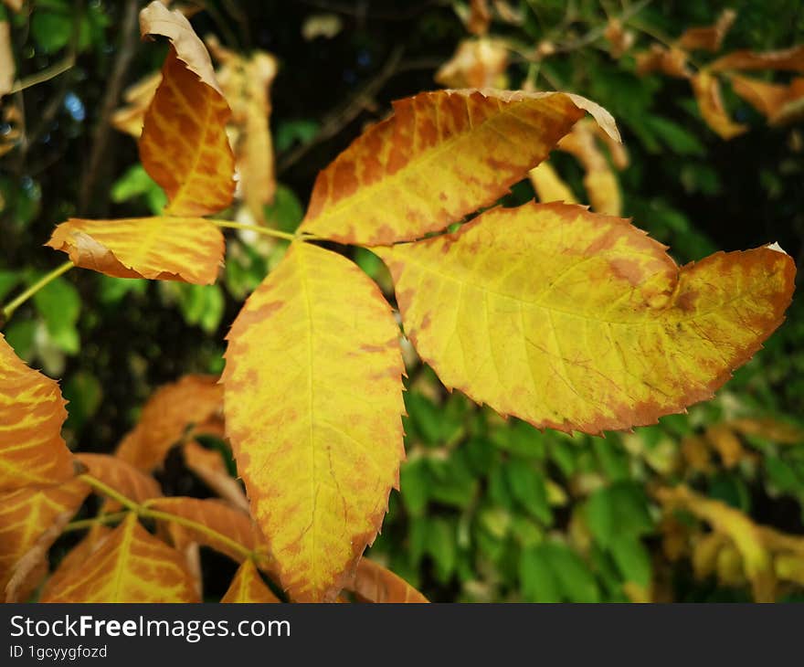 Orange vibrant leaves in autumn season