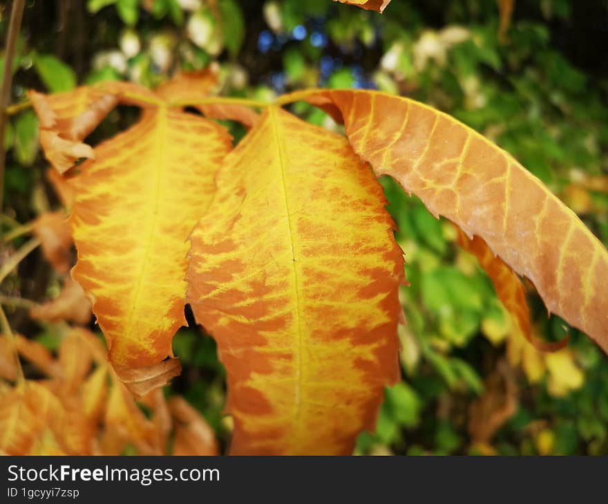 Autumn vibrant orange leaves in park