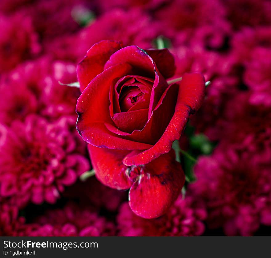 Red rose standing in the same bouquet with some red chrysanthemums