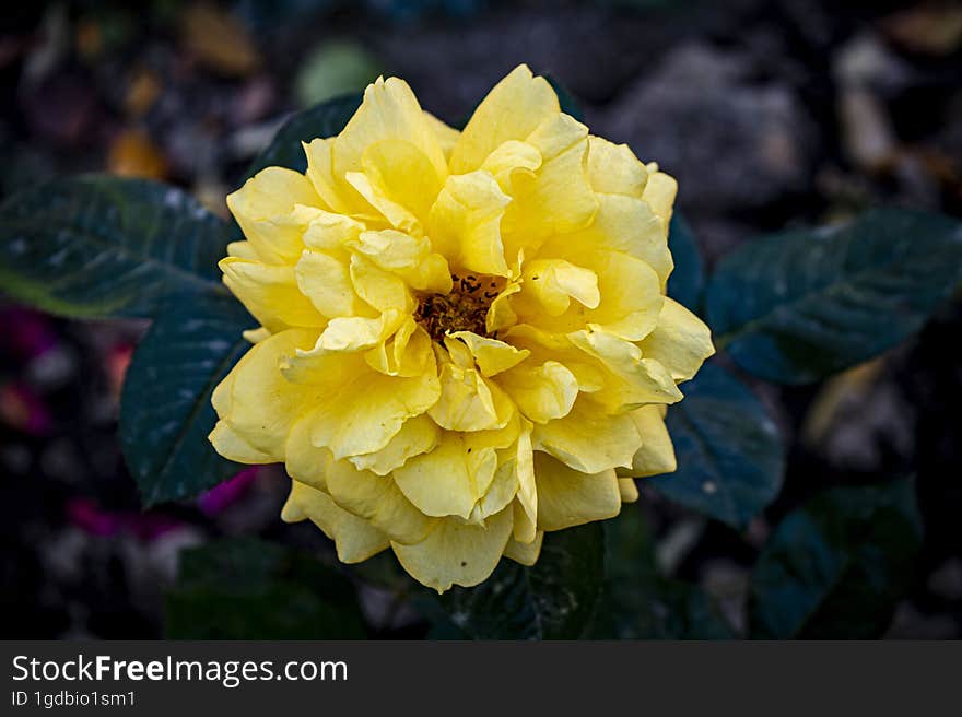 Yelloe rose from my garden