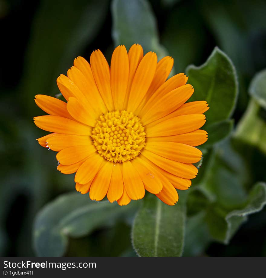 Close-up photo of an orange flower