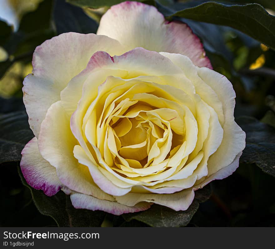 Close-up photography of a yellow pink rose