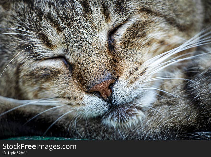 The nose of my cat called Fitzy