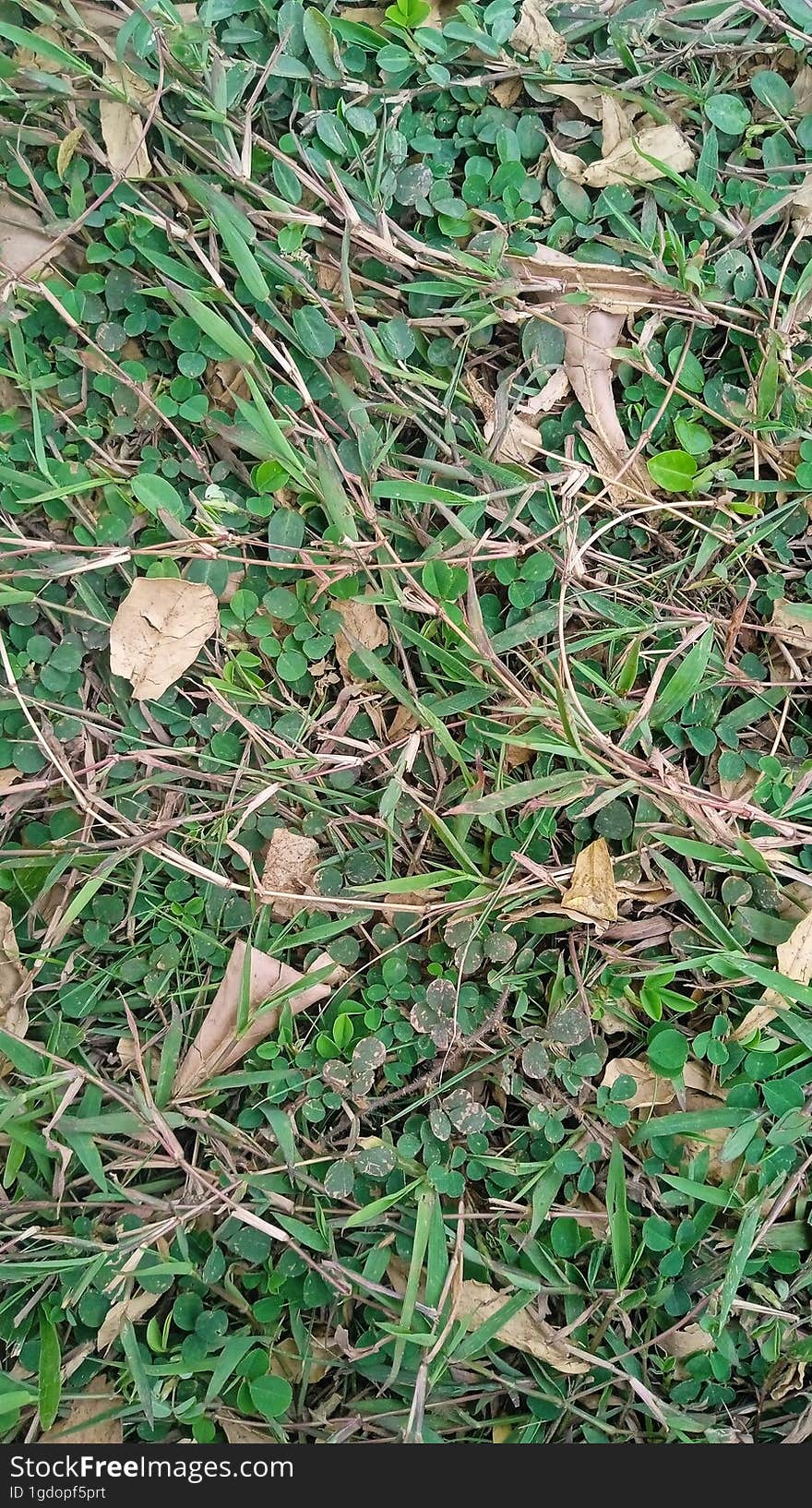 Tropical grass in summer Indonesian