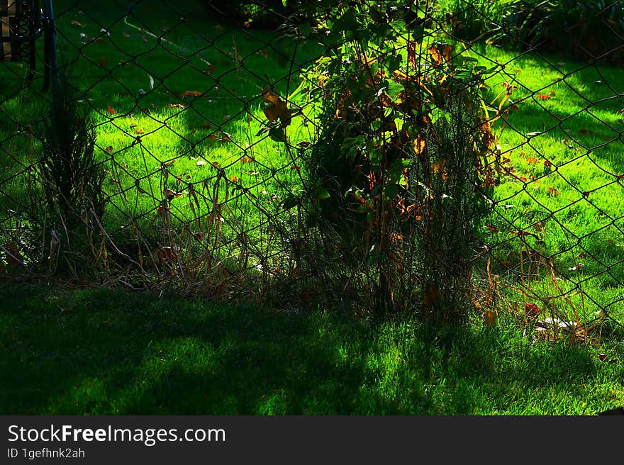 A grid in a shady dark beautiful garden, partially overgrown with plants, a green lawn, illuminated by pleasant soft sunlight