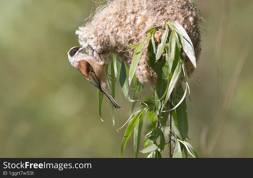 Remez tit sits on his nest