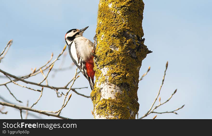 great spotted woodpecker on a tree