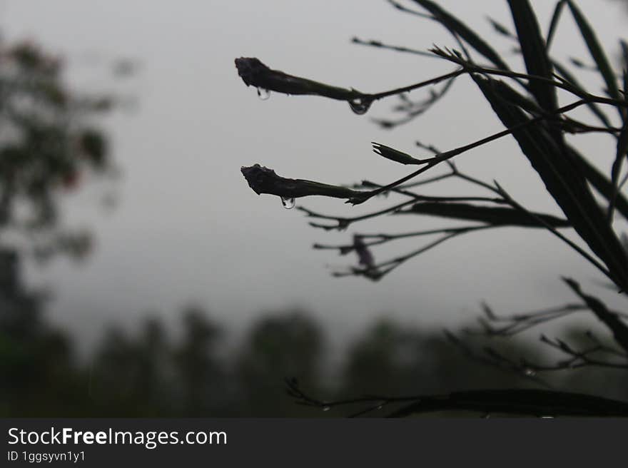 Dew Drops On Plants In The Morning