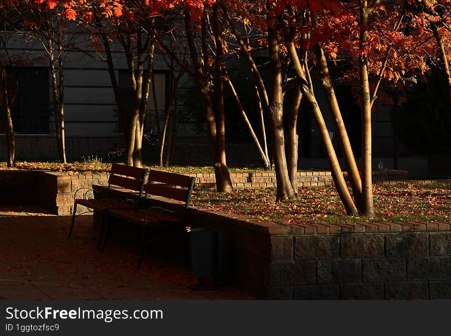 A dark shady secluded courtyard, park, alley, illuminated by sunlight on an early autumn morning.