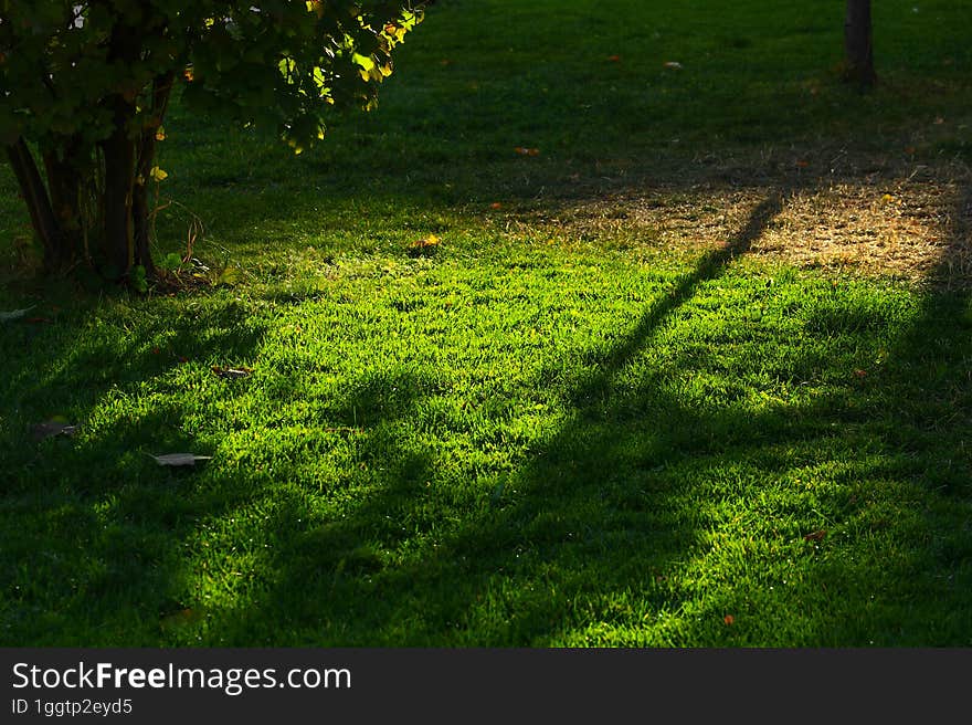 Green grass in a secluded dark shady garden, on which the shadow of a tree trunk falls, illuminated by the morning autumn sun.